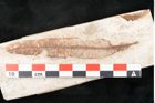 Foto (Detailansicht) von Neritinium longifolium Unger (NHMW-GEO-2024-0188-8154)